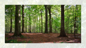 21 de setembro - ideia de atividade musical sobre o dia da árvore